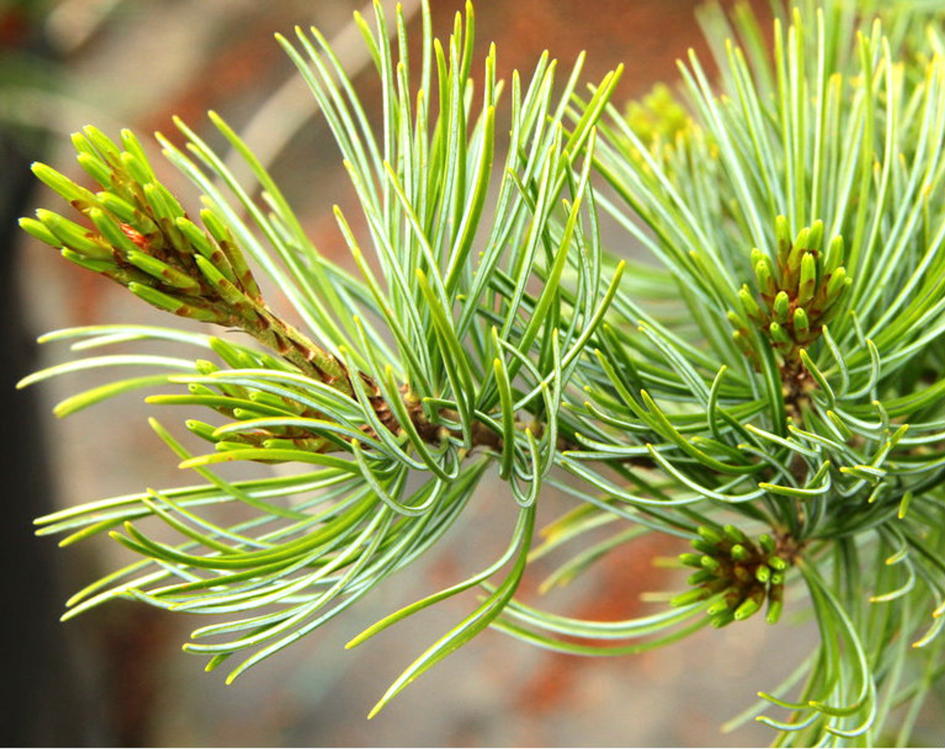 Dwarf Japanese White Pine Dwarf Japanese White Pine