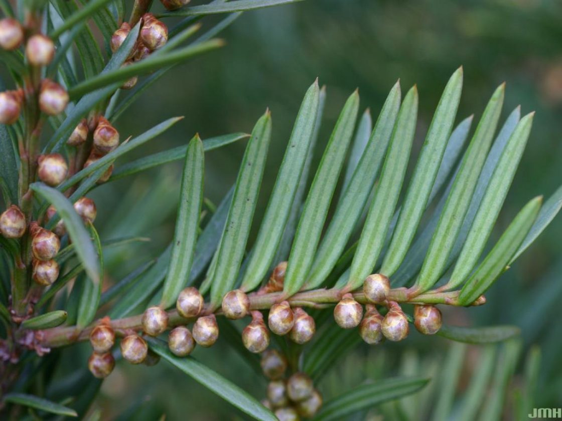 Dwarf Japanese Yew Dwarf Japanese Yew