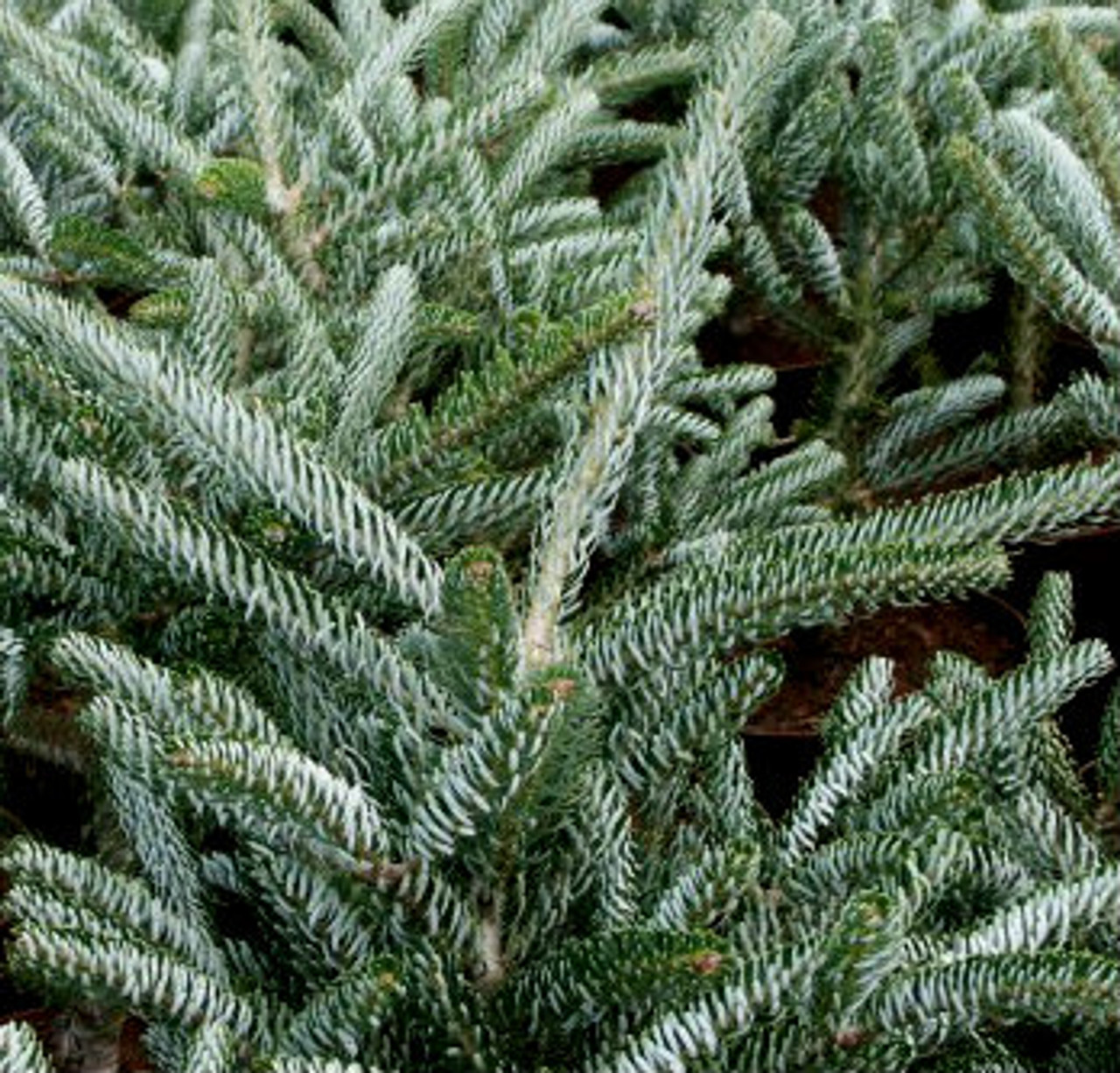 Dwarf Korean Fir Dwarf Korean Fir