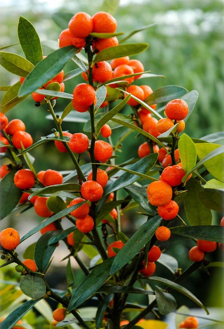 Dwarf Orange Dwarf Orange