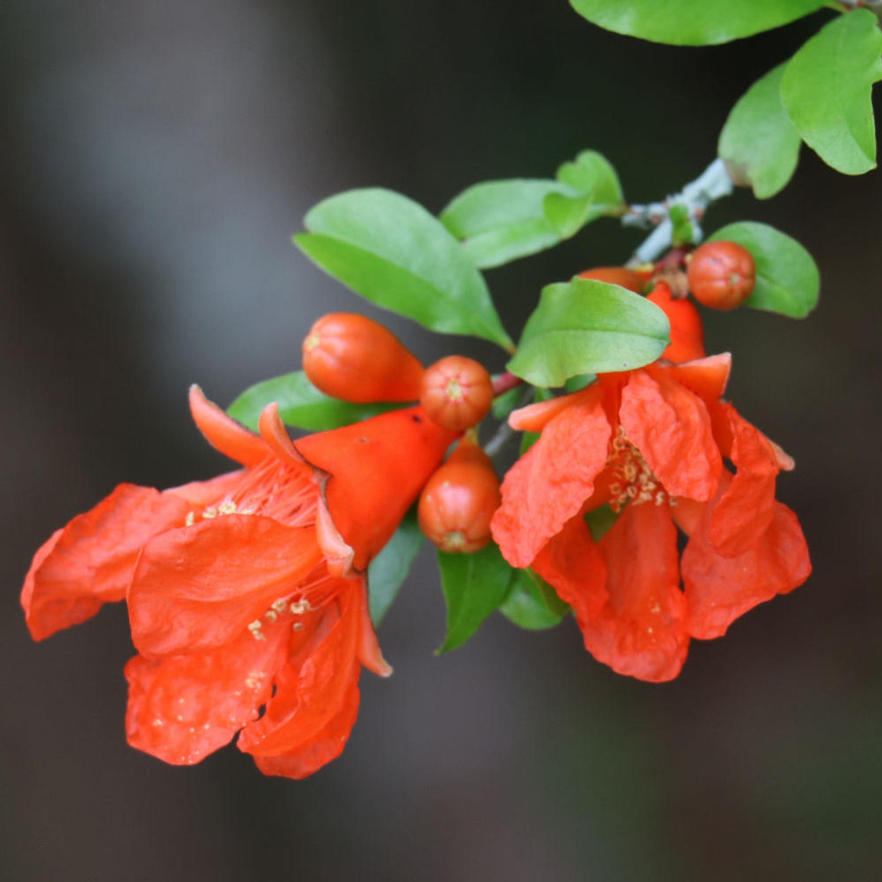 Dwarf Pomegranate Dwarf Pomegranate