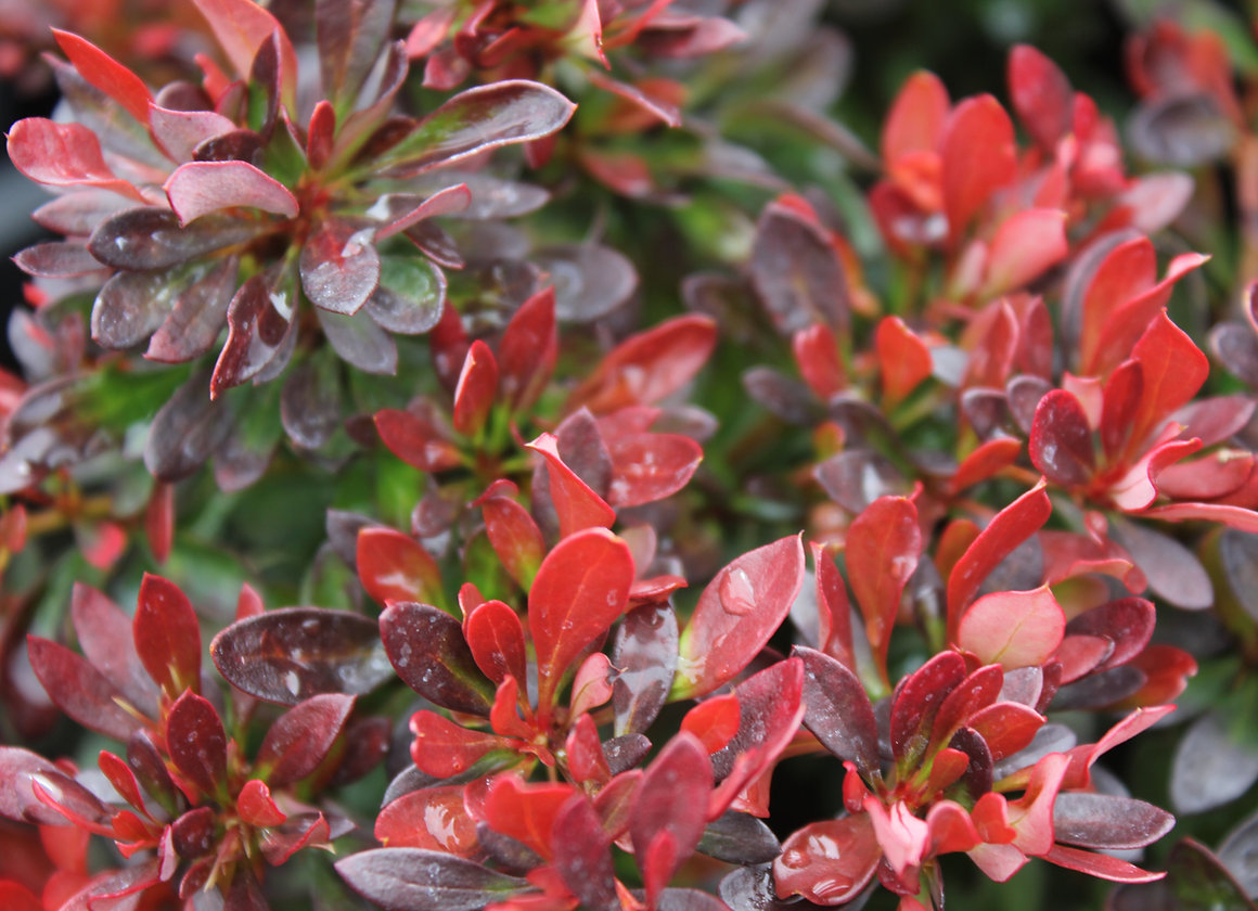 Dwarf Purple Barberry Dwarf Purple Barberry