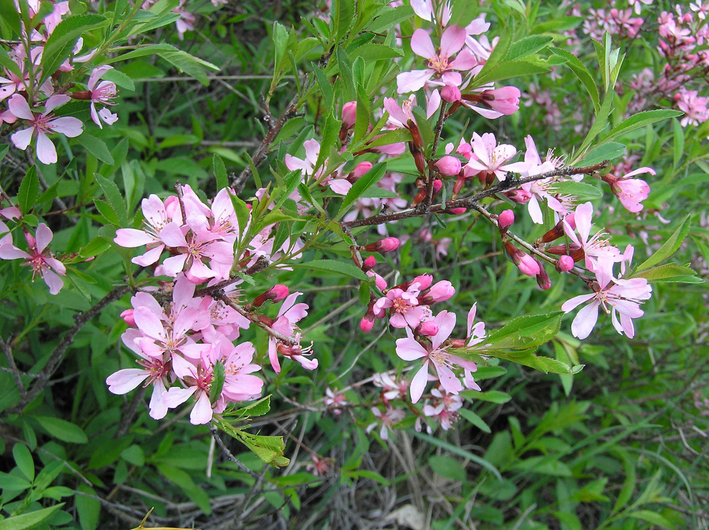 Dwarf Russian Almond Dwarf Russian Almond
