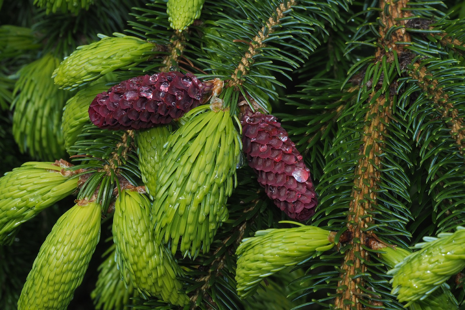 Dwarf Sakhalin Spruce Dwarf Sakhalin Spruce