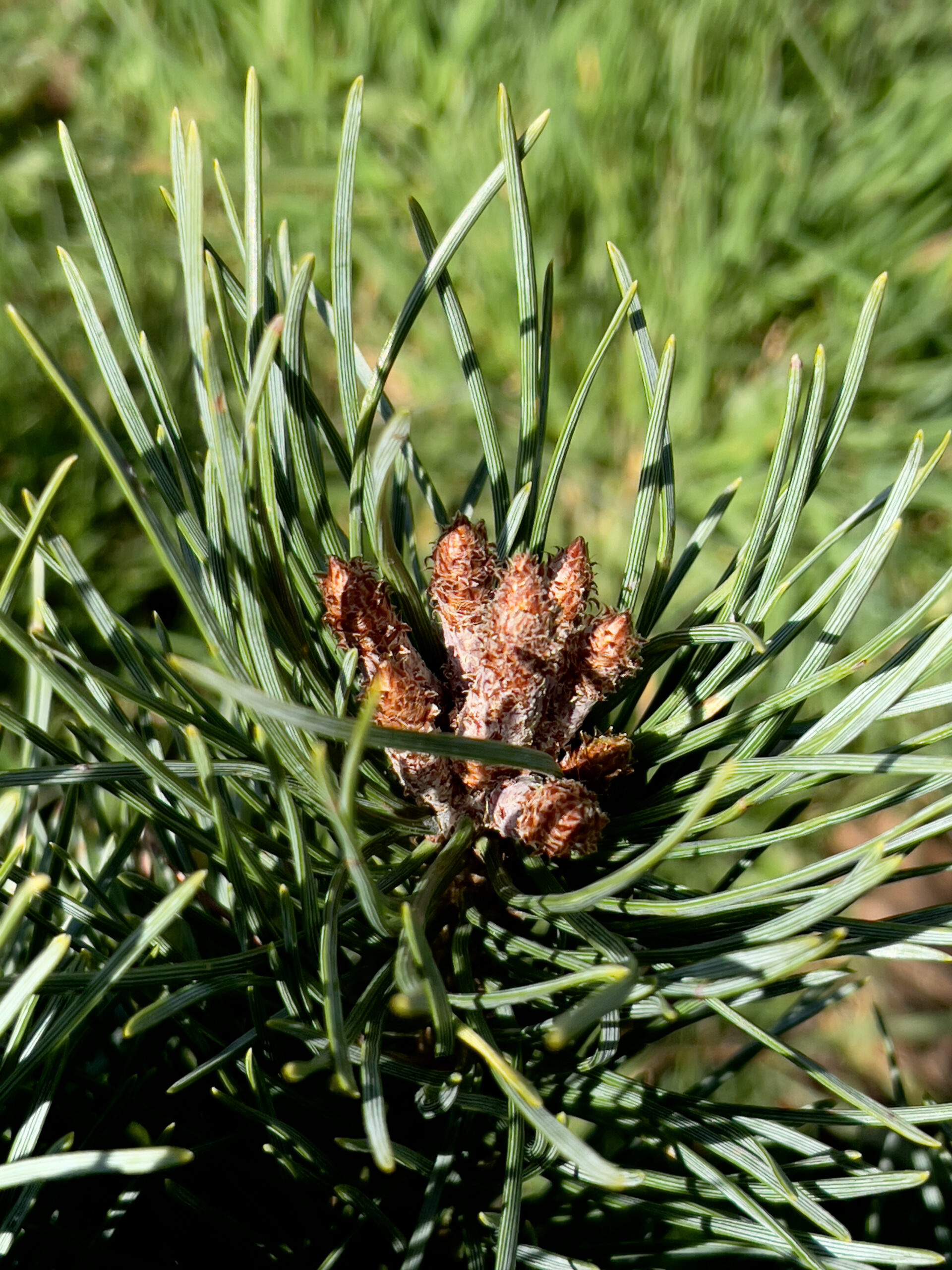 Dwarf Scots Pine Dwarf Scots Pine