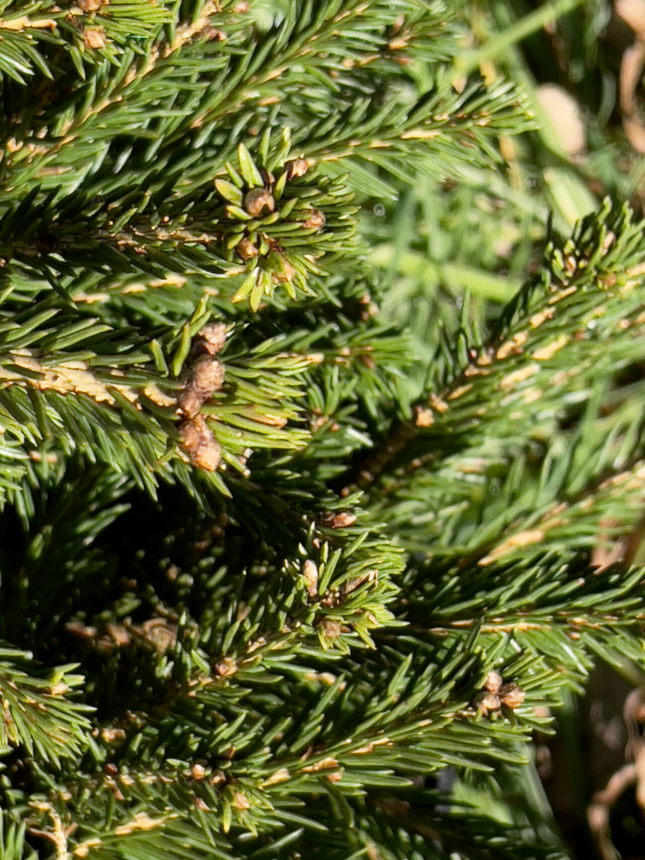 Dwarf Spruce Dwarf Spruce