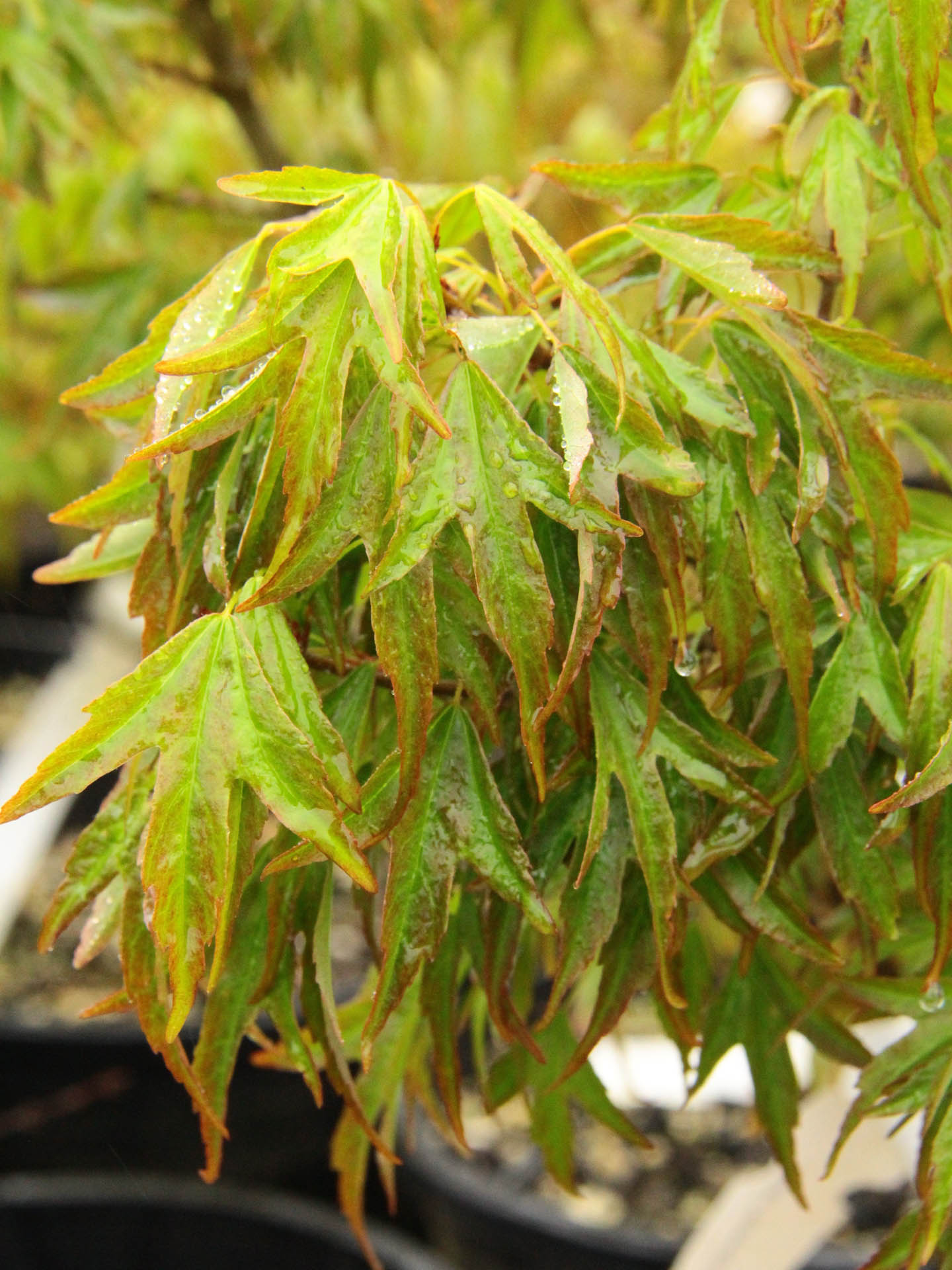 Dwarf Trident Maple Dwarf Trident Maple