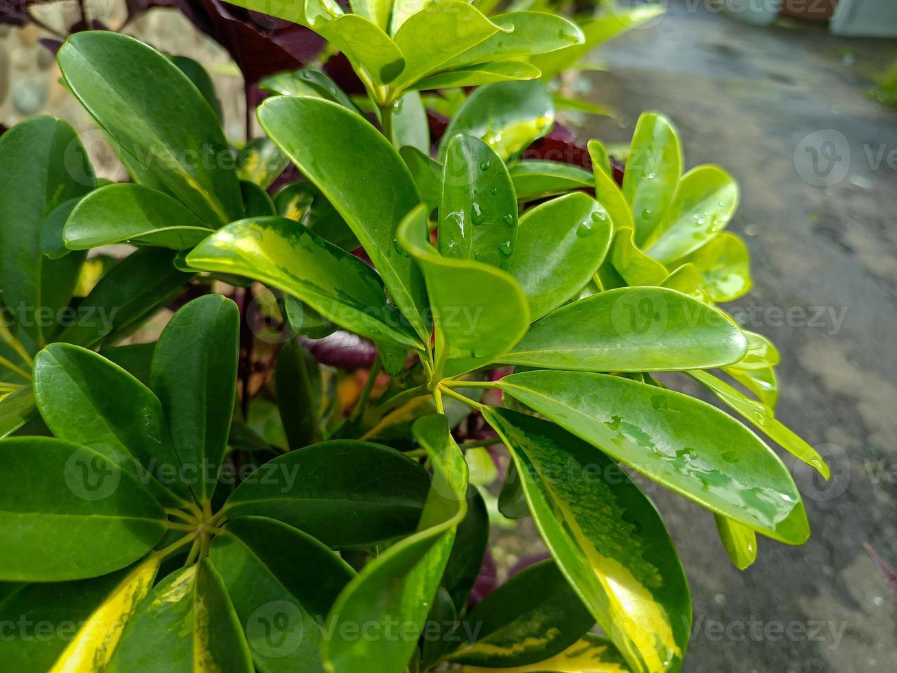 Dwarf Umbrella Tree Dwarf Umbrella Tree