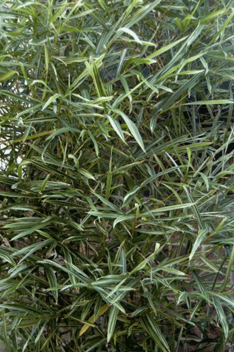 Dwarf Variegated Bamboo Dwarf Variegated Bamboo