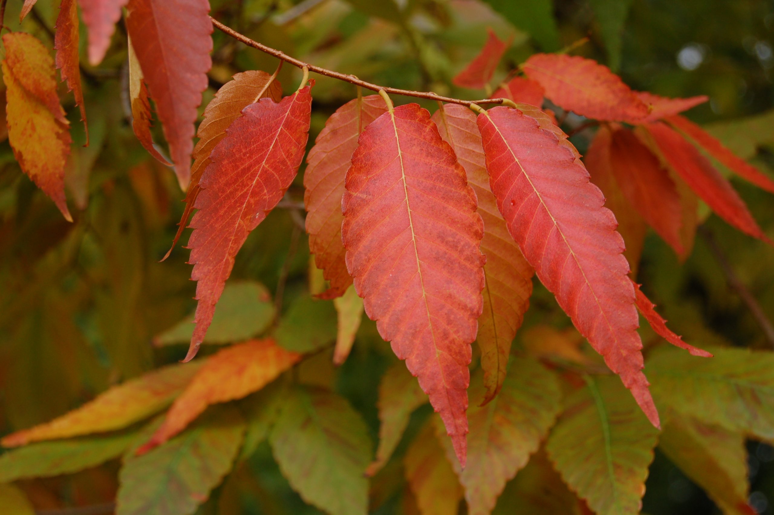 Dwarf Zelkova Dwarf Zelkova
