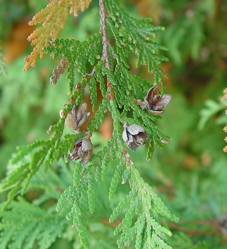 Eastern Arborvitae Eastern Arborvitae