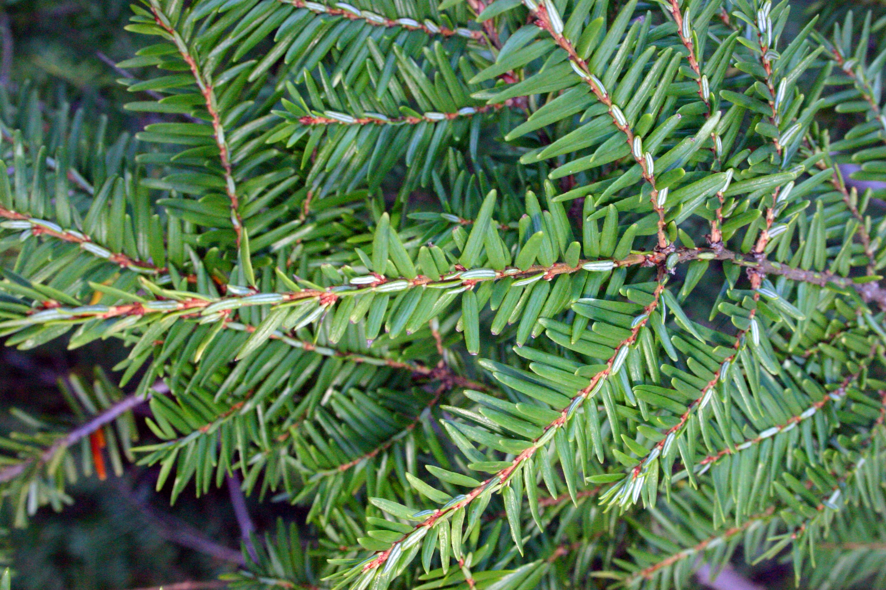 Eastern Hemlock Eastern Hemlock