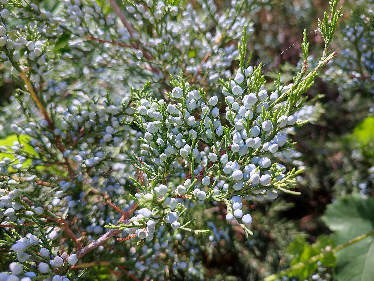 Eastern Red Cedar