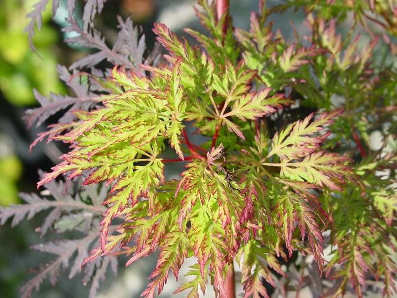Emerald Lace Japanese Maple Emerald Lace Japanese Maple