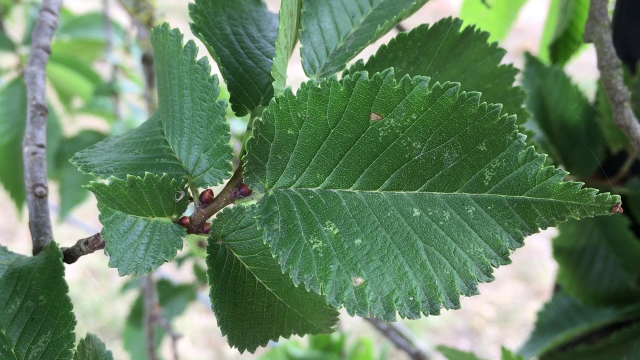 English Elm English Elm