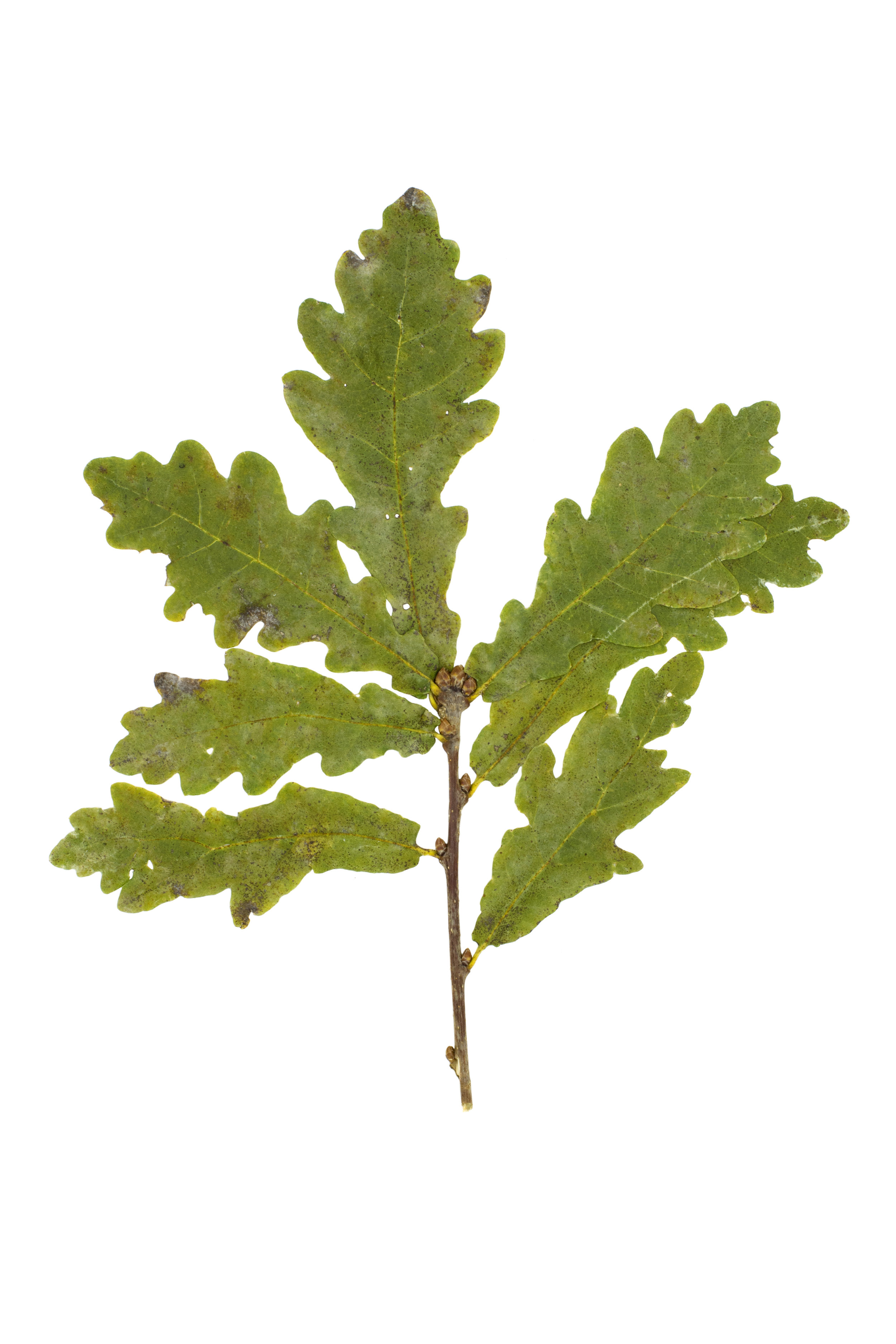 English Oak English Oak