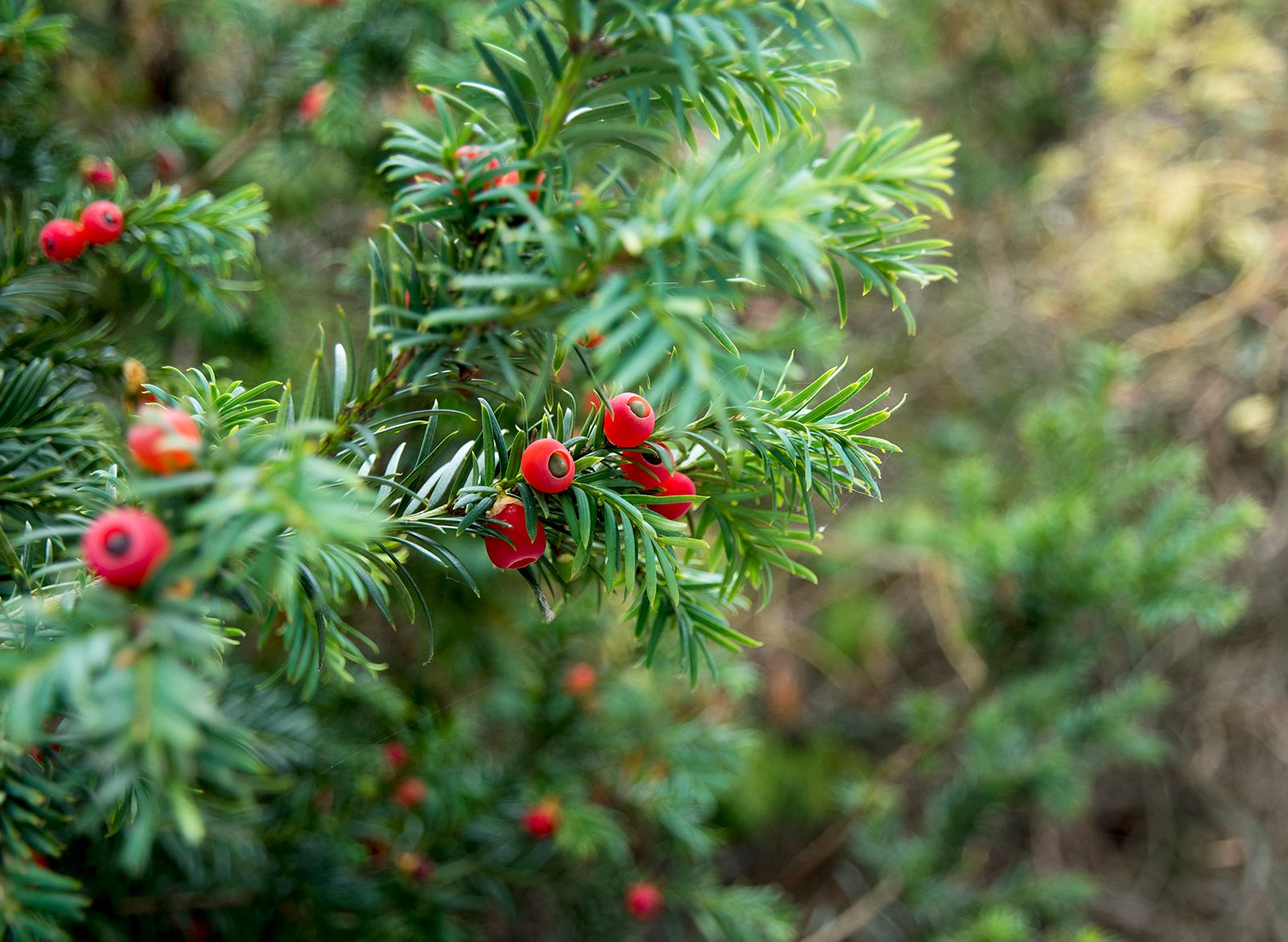 English Yew English Yew
