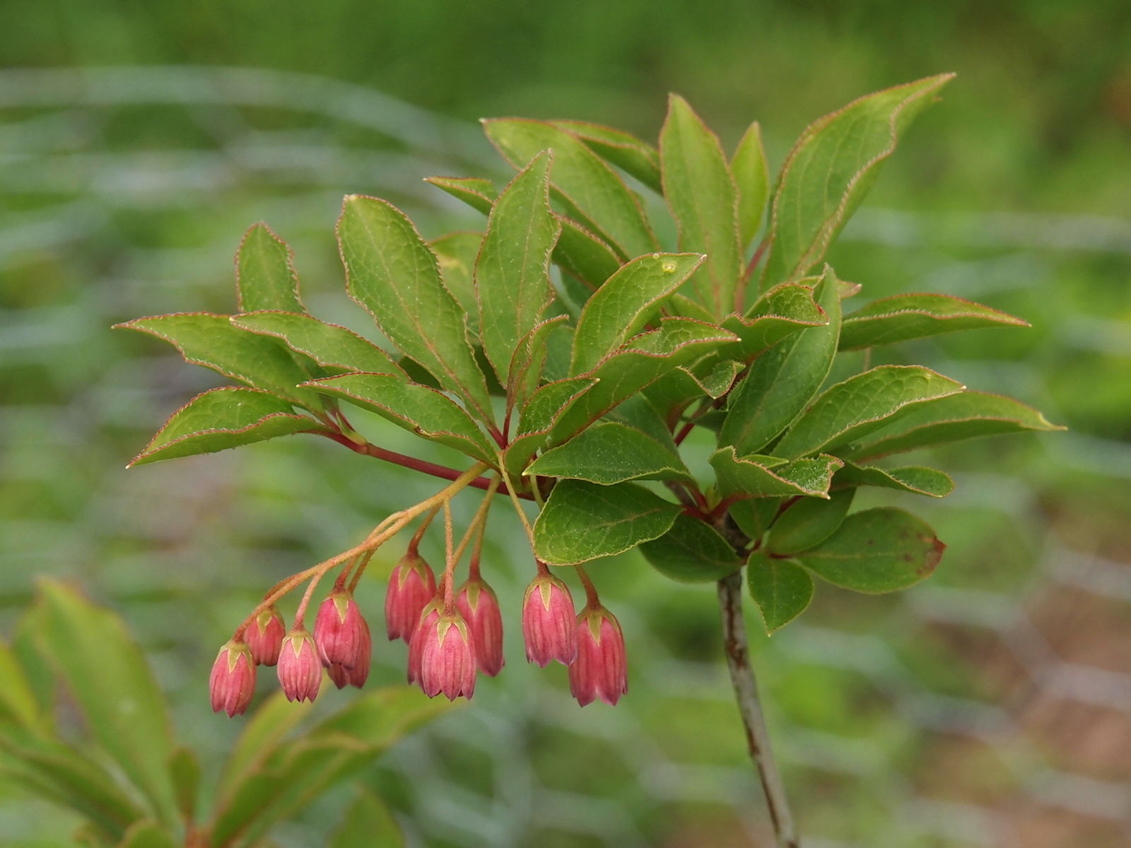Enkianthus Enkianthus