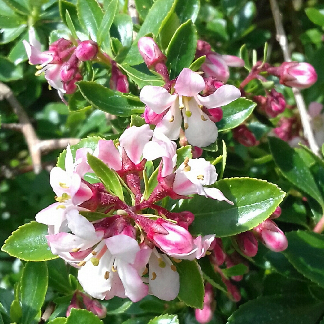 Escallonia Escallonia