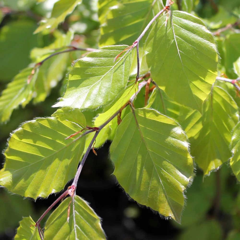 European Beech European Beech