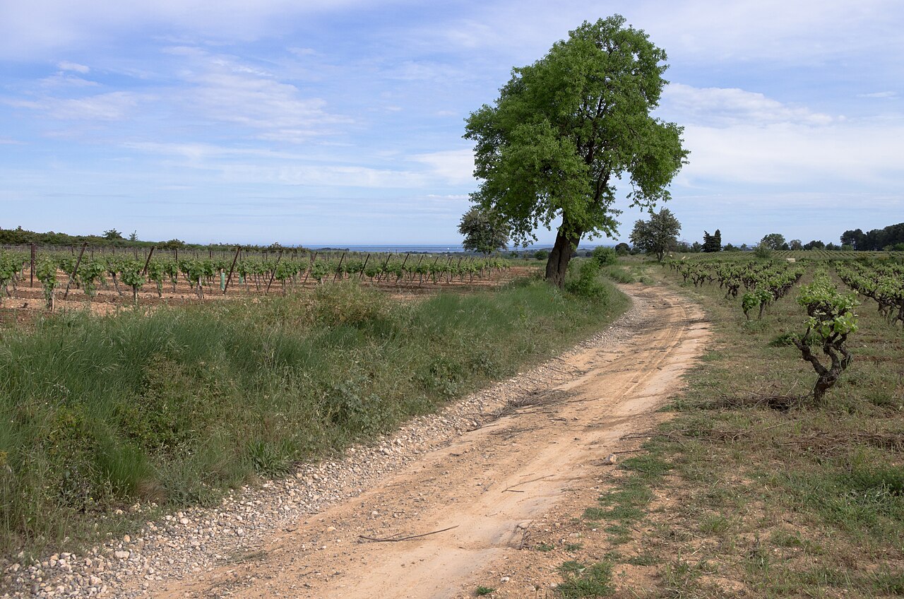 European Hackberry
