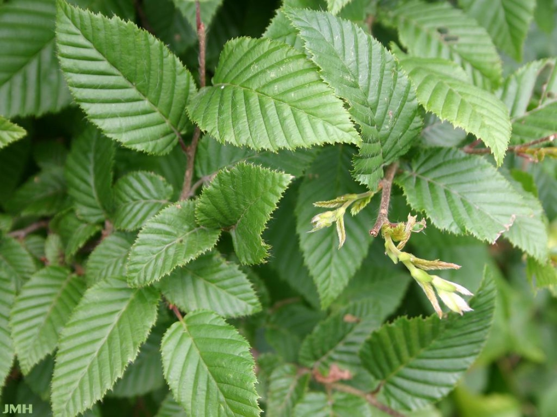 European Hornbeam European Hornbeam