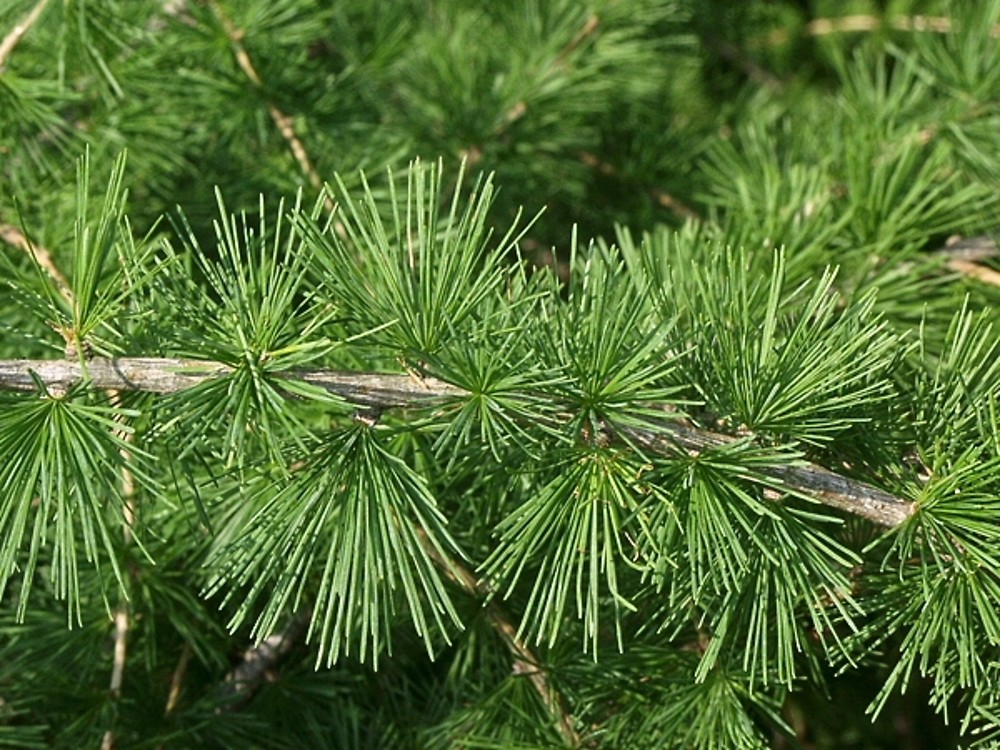 European Larch European Larch