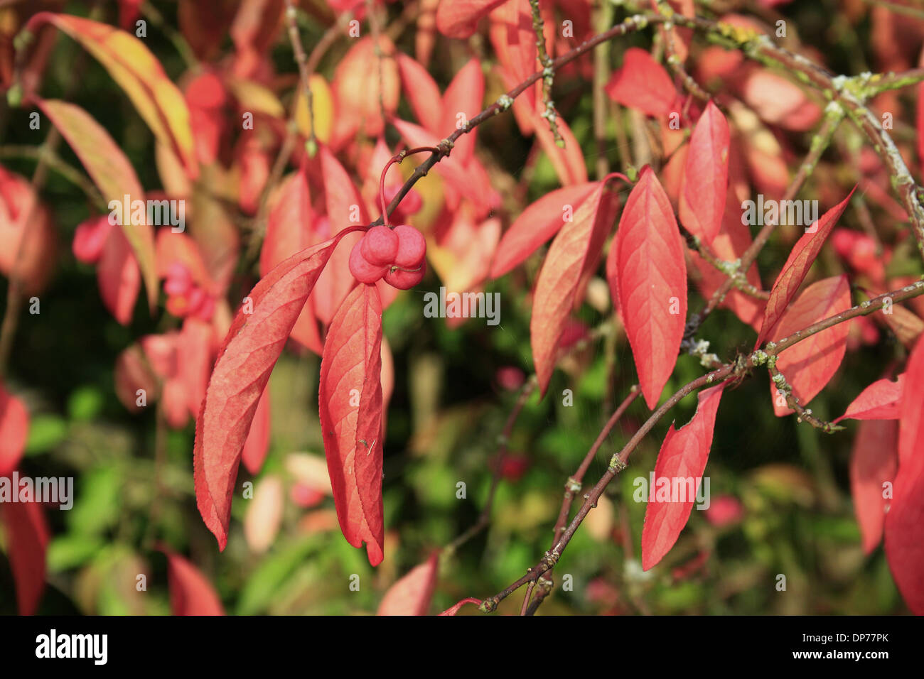 European Spindle-tree European Spindle-tree