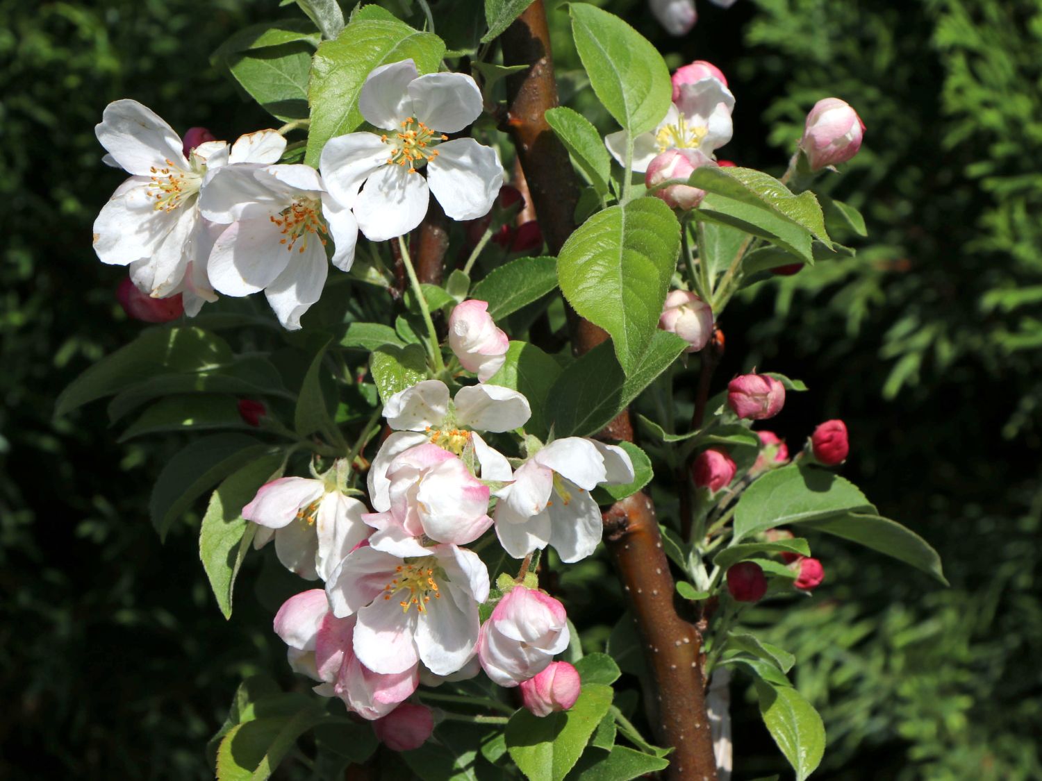 Evereste Crabapple Evereste Crabapple