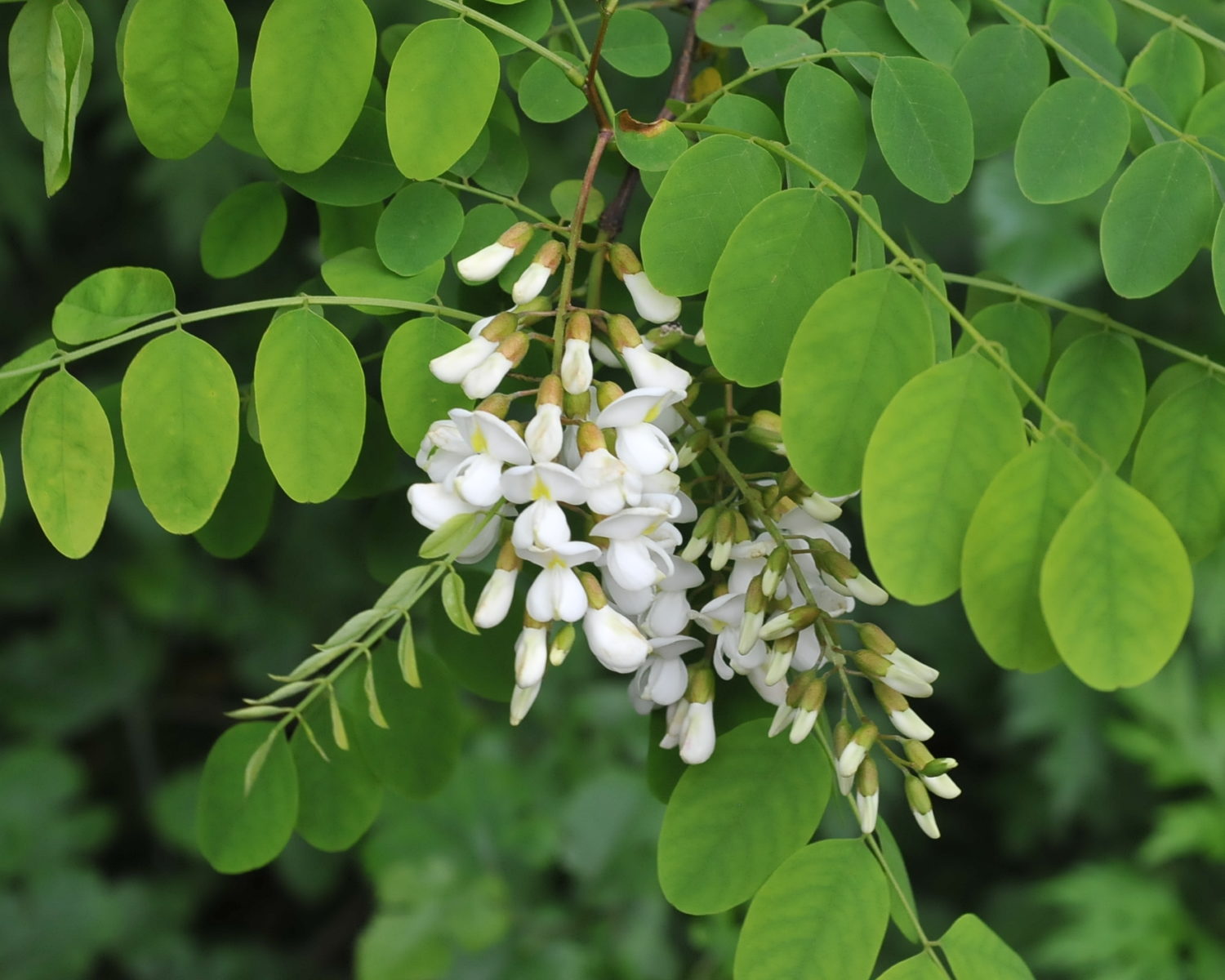 False Acacia False Acacia