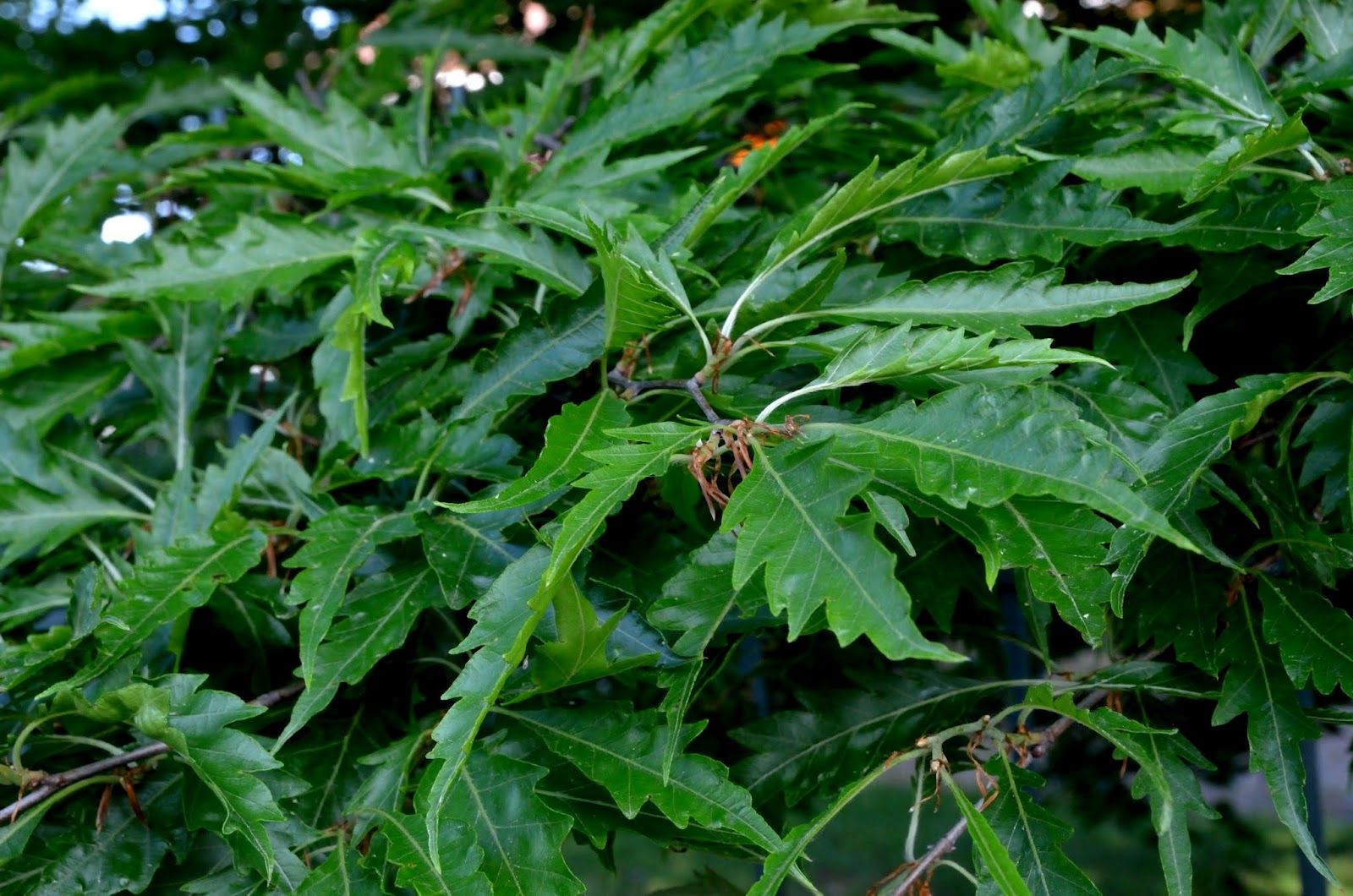 Fern-leaved Beech Fern-leaved Beech