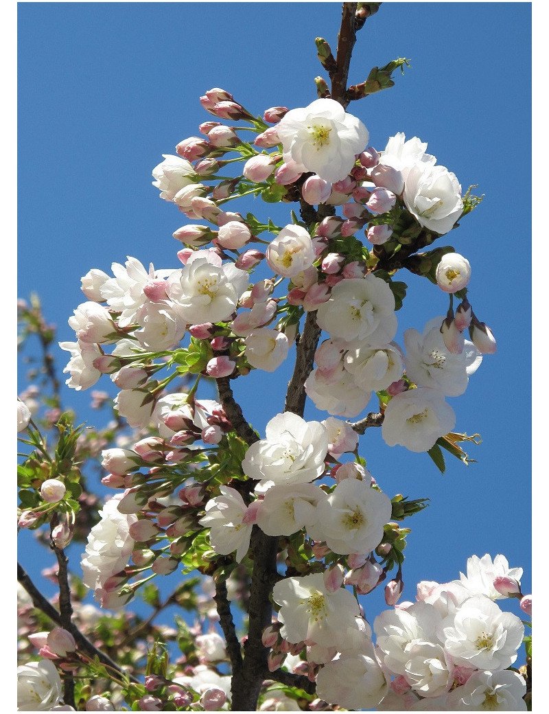 Flowering Cherry Flowering Cherry