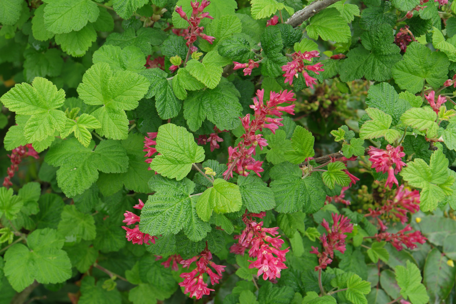Flowering Currant Flowering Currant