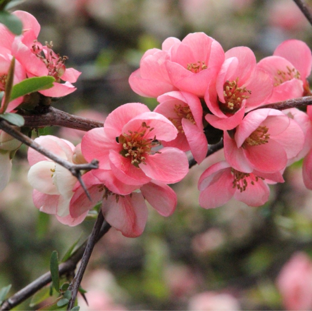 Flowering Quince Flowering Quince