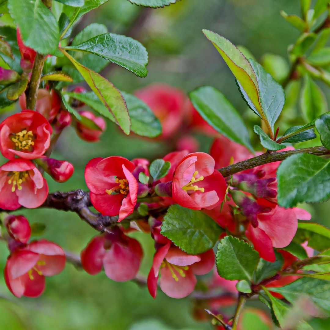 Flowering Quince Hybrids Flowering Quince Hybrids