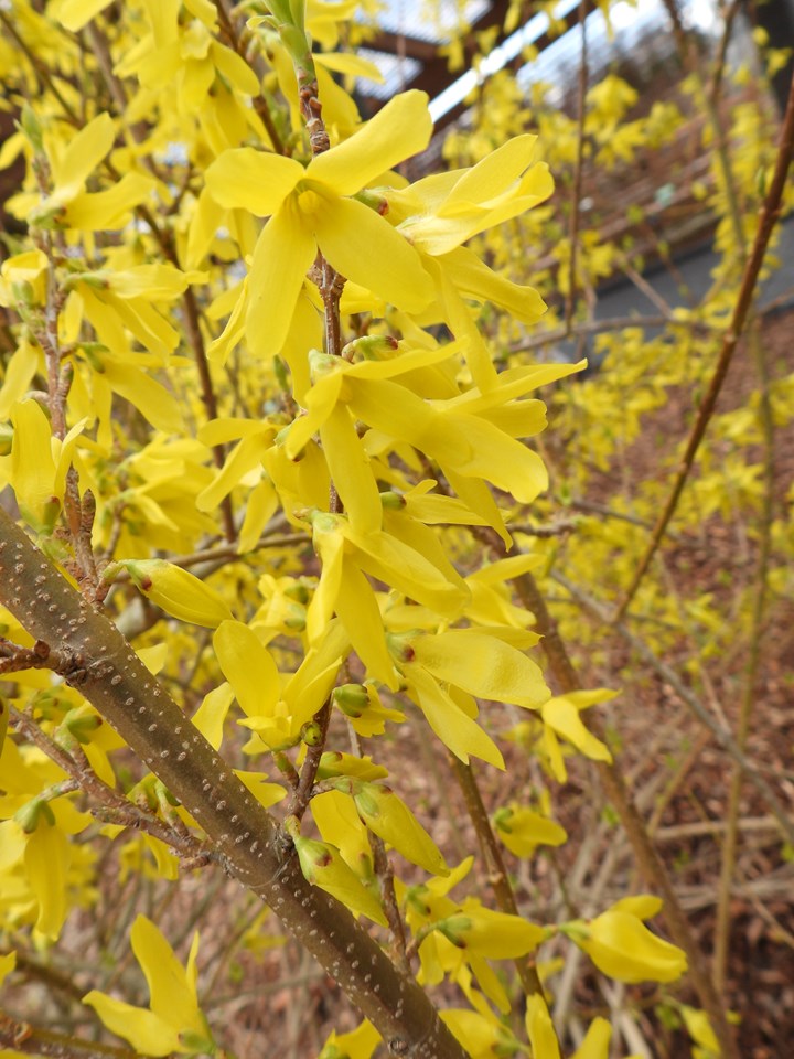 Forsythia Forsythia