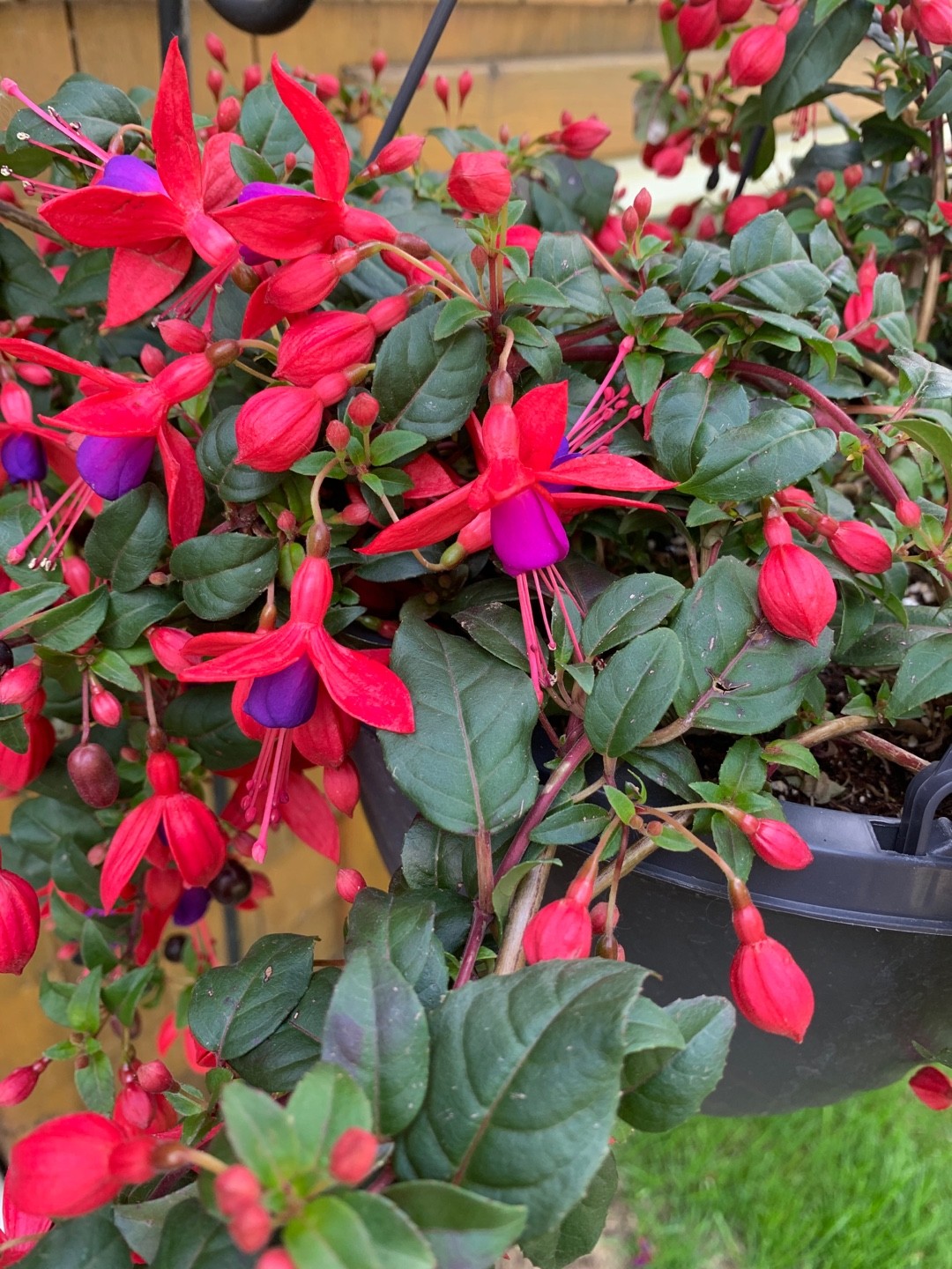 Fuchsia Fuchsia