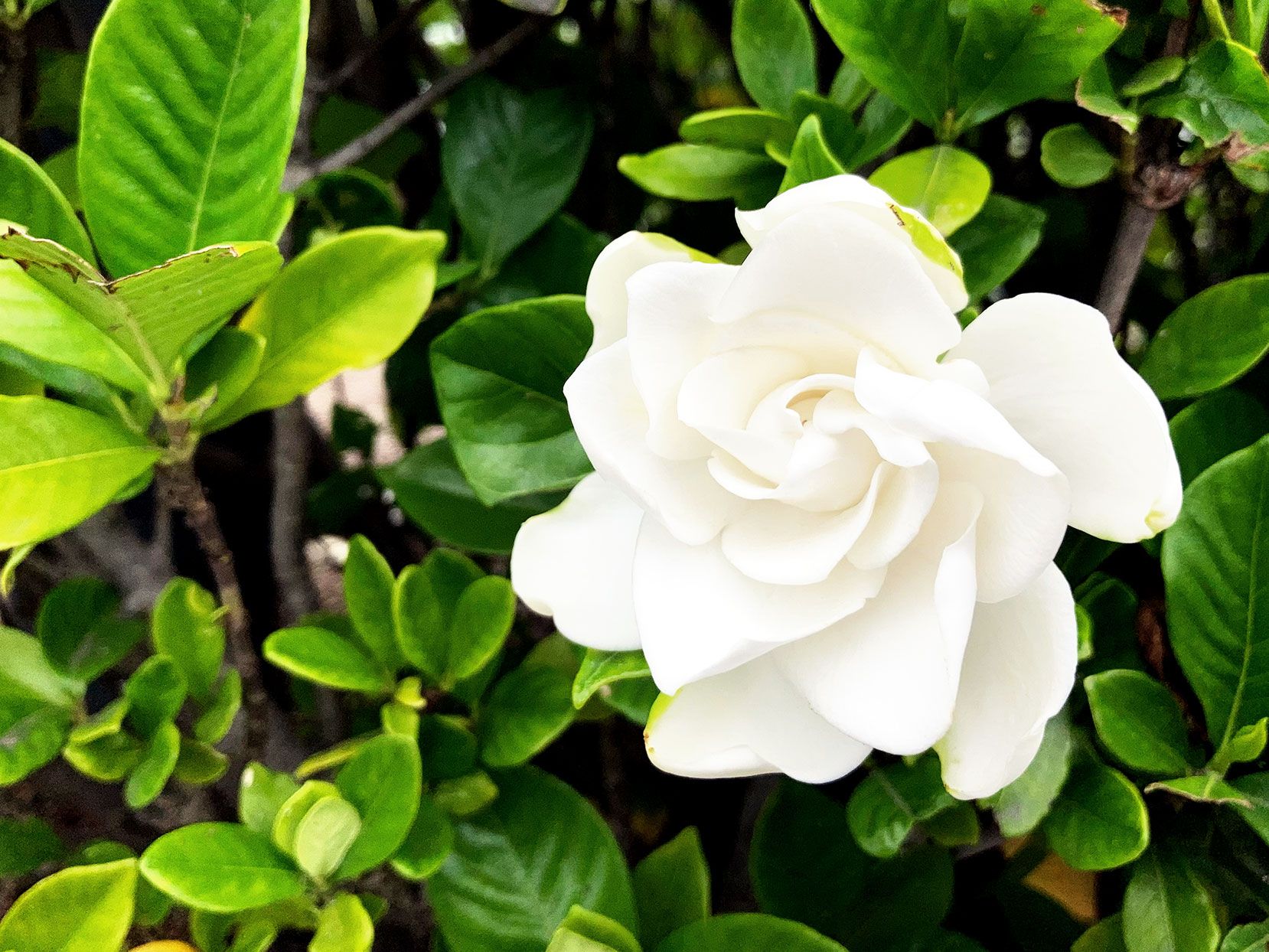 Gardenia Gardenia