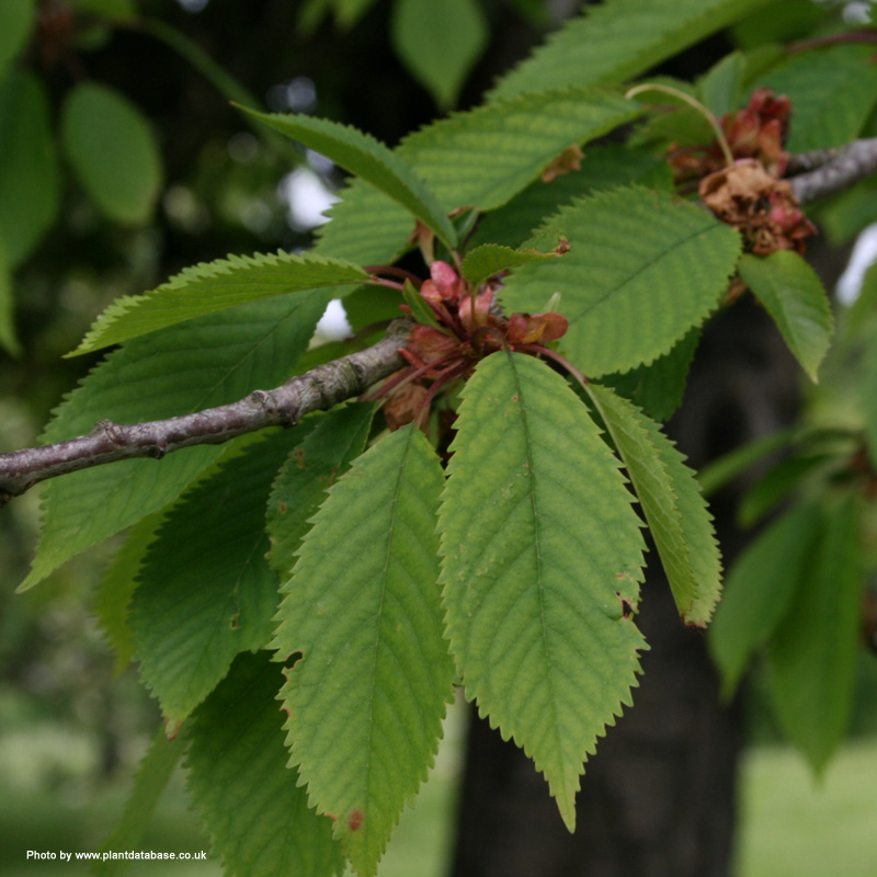 Gean or Wild Cherry Gean or Wild Cherry