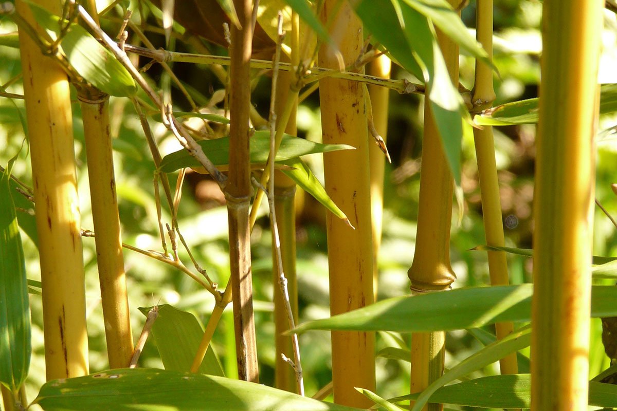 Golden Bamboo Golden Bamboo
