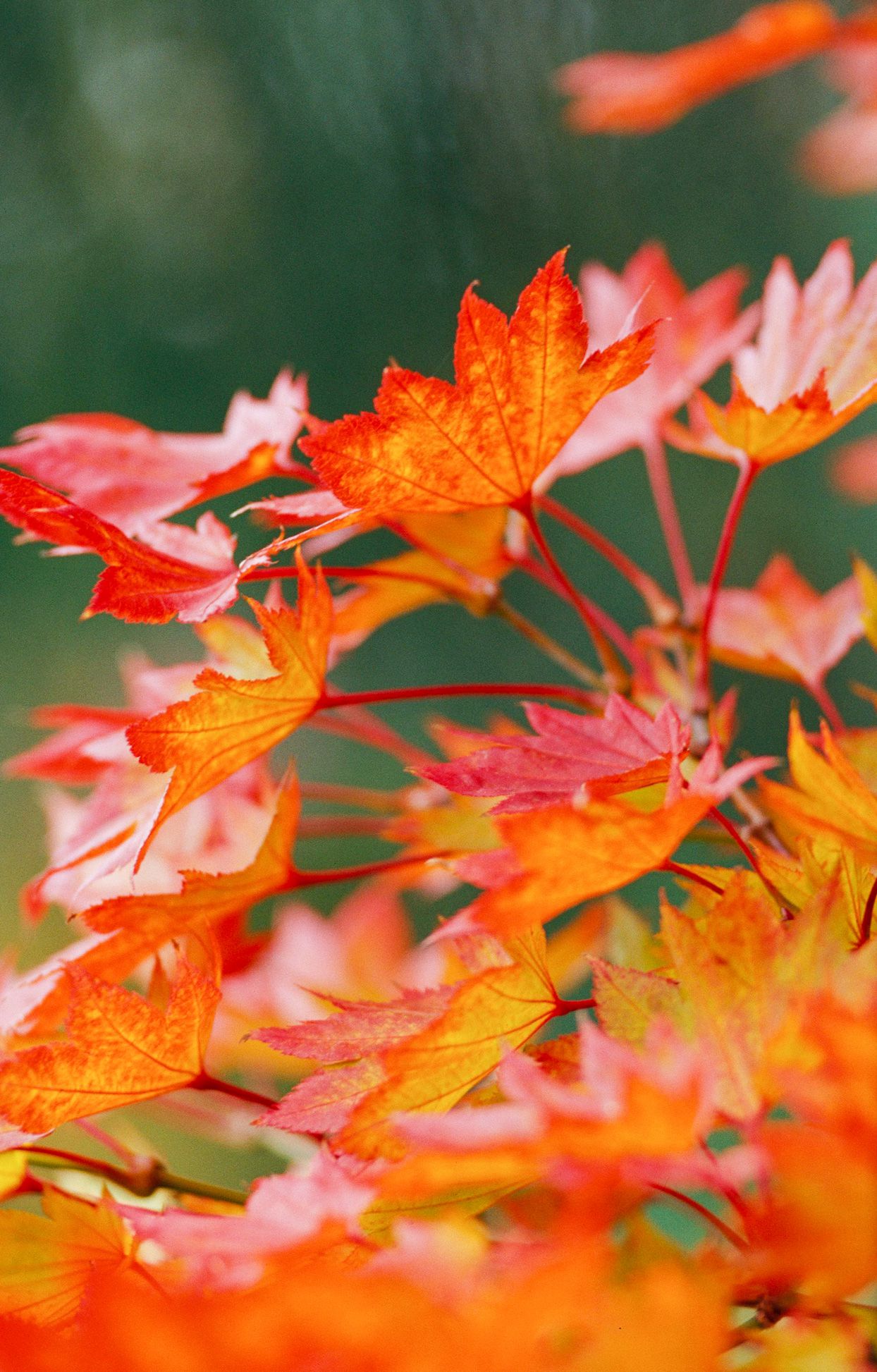 Golden Full Moon Maple Golden Full Moon Maple