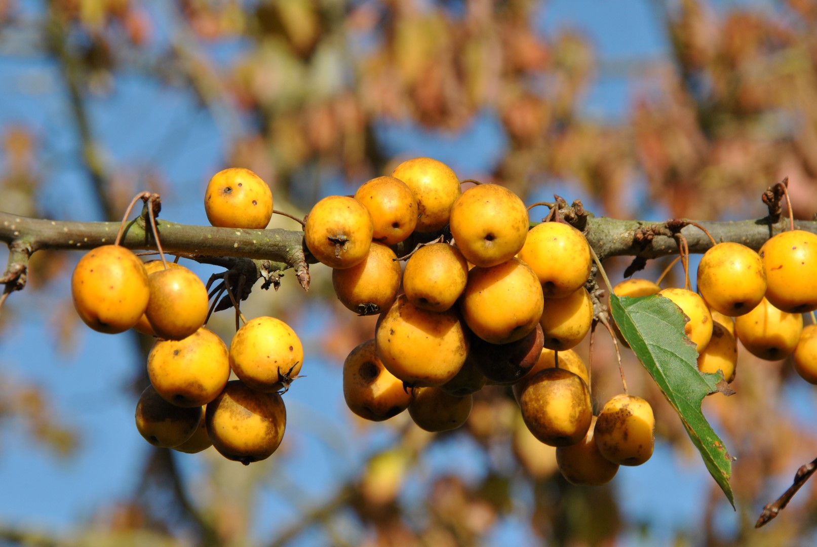 Golden Hornet Crab-Apple Golden Hornet Crab-Apple