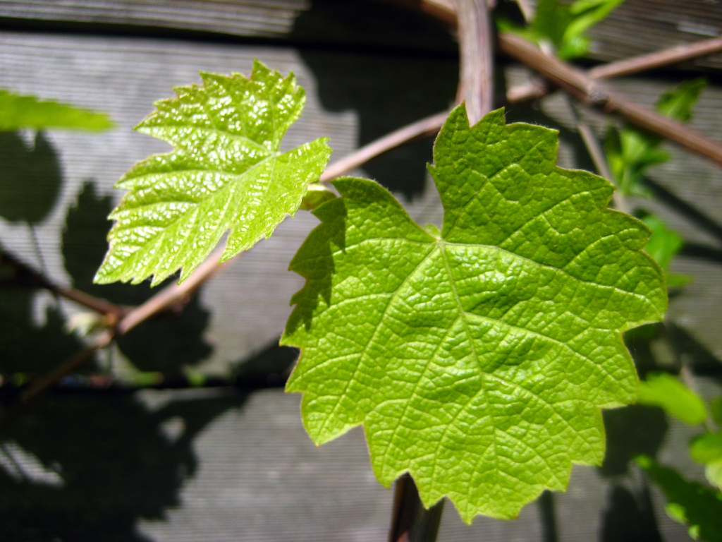 Grape Vine Grape Vine
