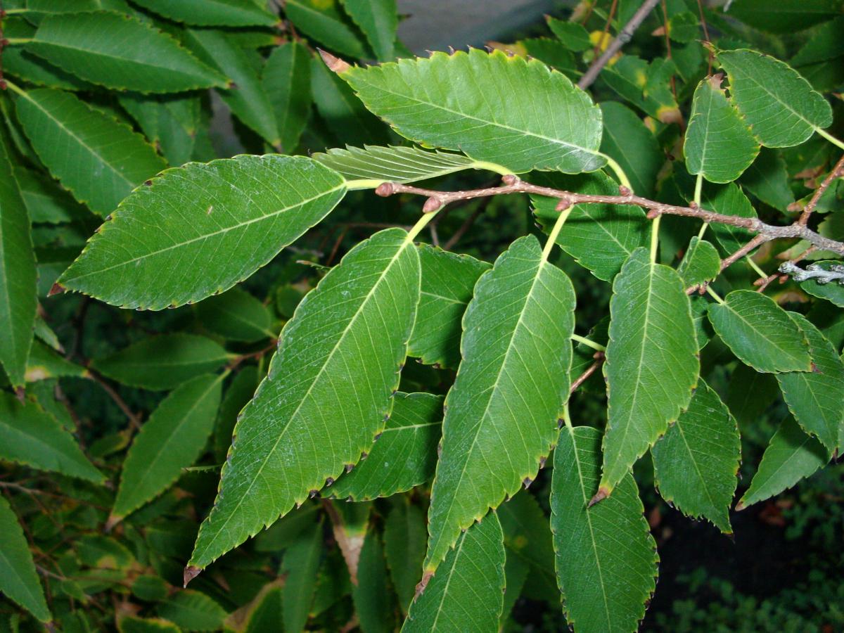 Gray-bark Elm Gray-bark Elm