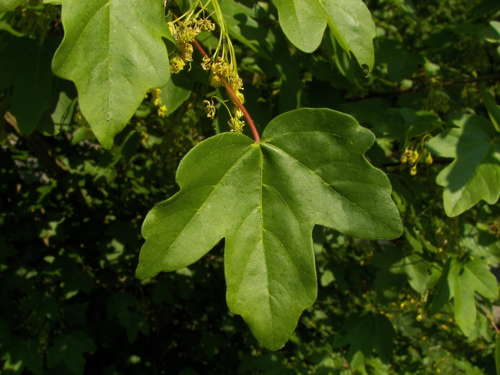 Hedge Maple Hedge Maple