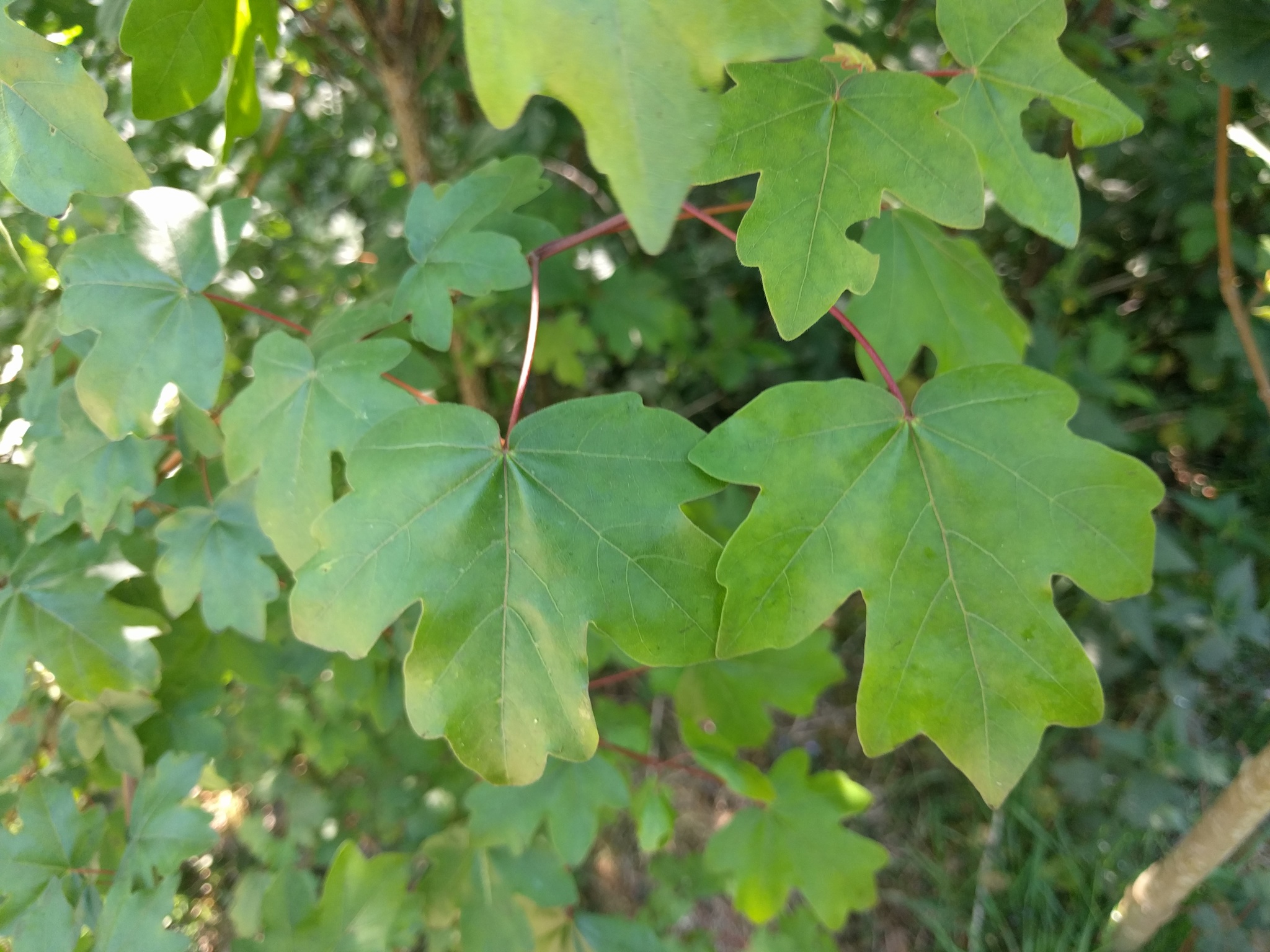 Hedge Maple or Field Maple