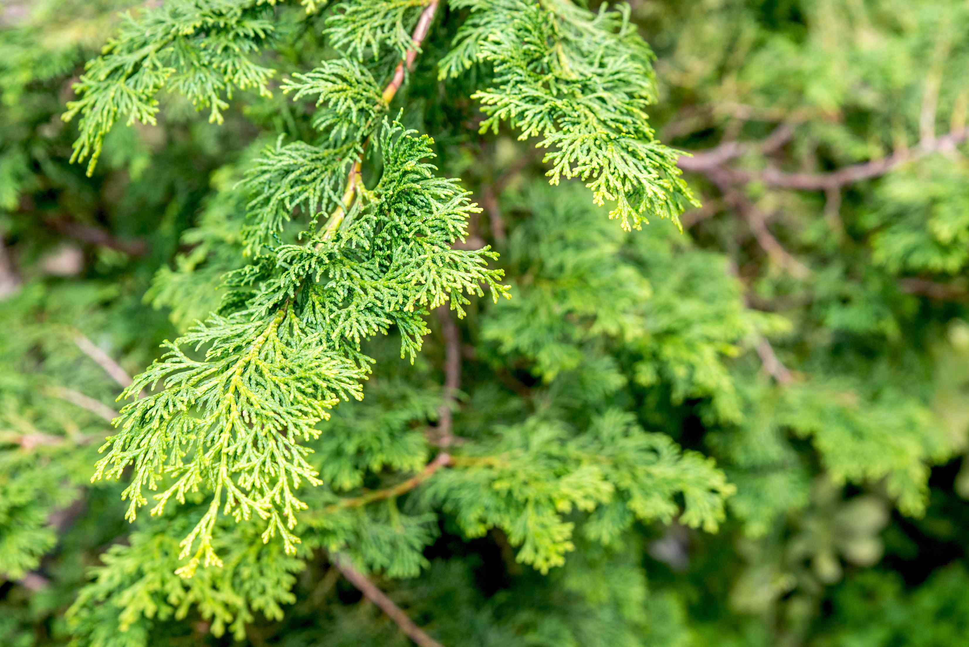 Hinoki Cypress Hinoki Cypress