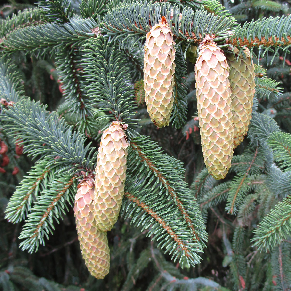 Hondo Spruce Hondo Spruce