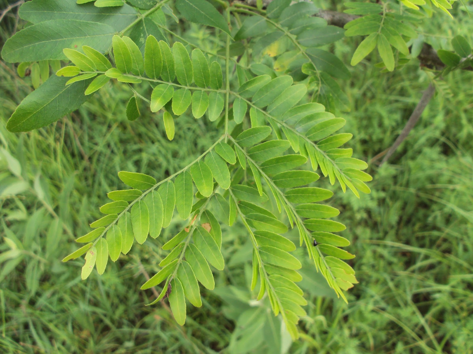 Honeylocust Honeylocust