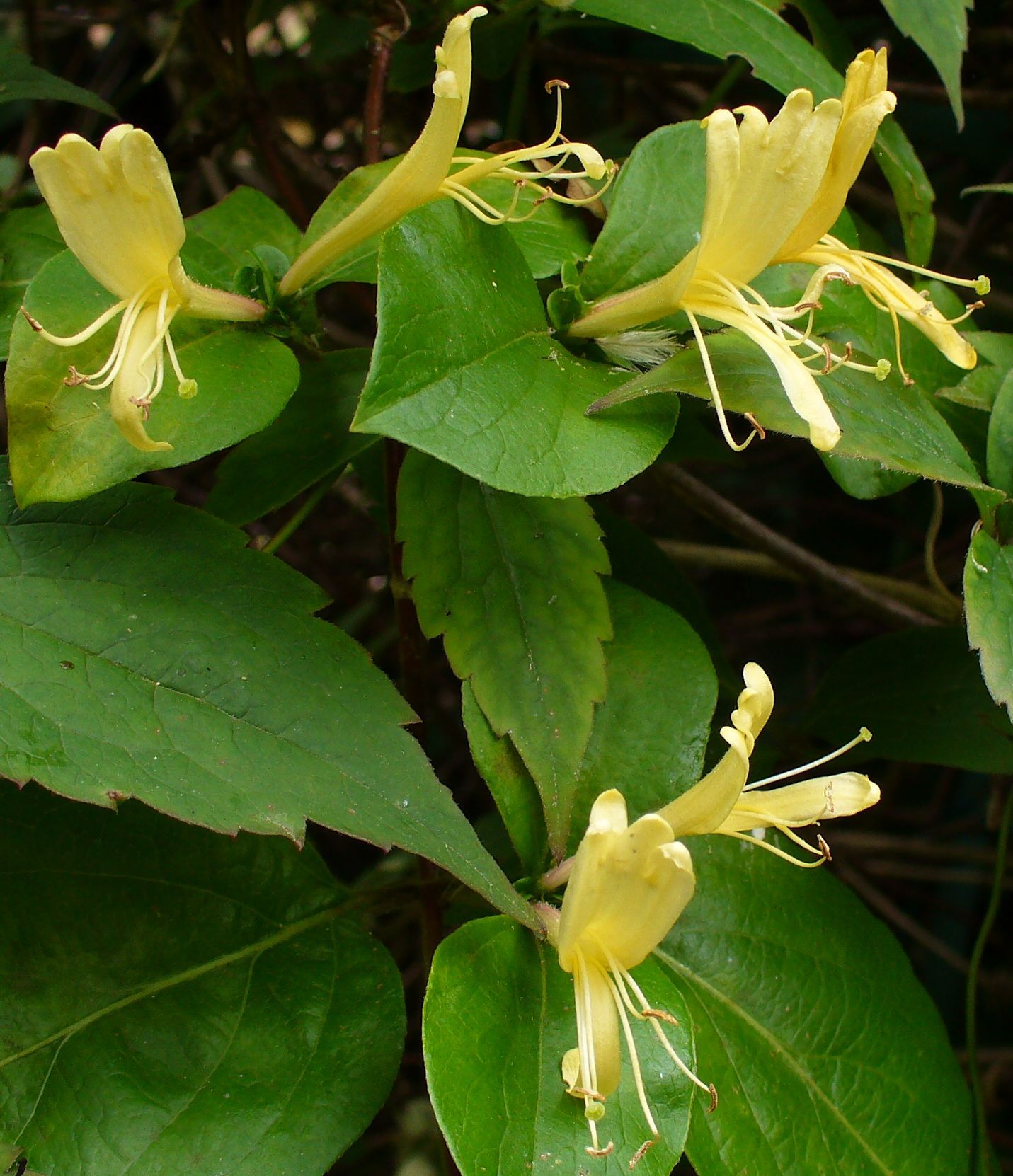 Honeysuckle Honeysuckle